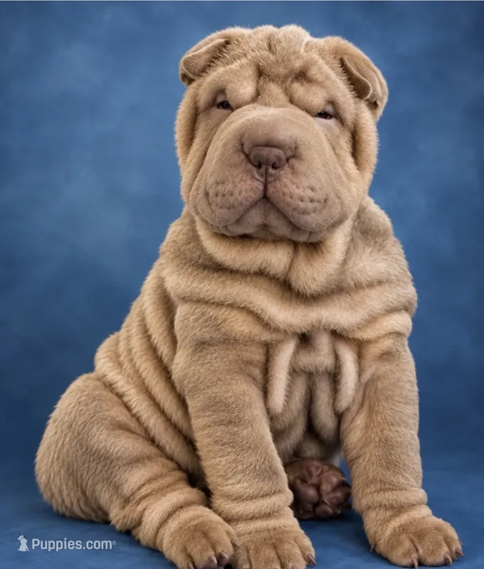 Diesel – Chinese Shar-Pei puppy for sale in Brodheadsville, PA