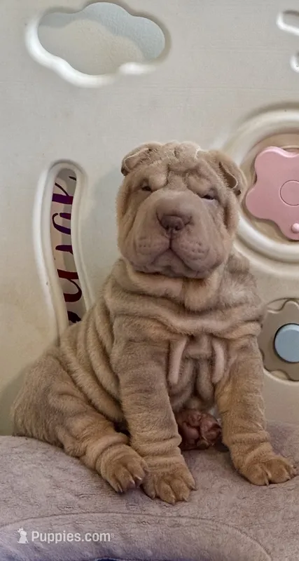 Diesel – Chinese Shar-Pei puppy for sale in Brodheadsville, PA