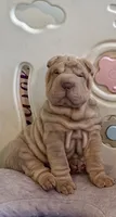 Diesel, a male Chinese Shar-Pei for sale in Brodheadsville, PA – 1 of 10