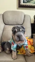 Archer, a male Chinese Shar-Pei for sale in Brodheadsville, PA – 6 of 10