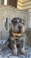 Archer, a male Chinese Shar-Pei for sale in Brodheadsville, PA – 8 of 10