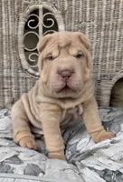 Diesel, a male Chinese Shar-Pei for sale in Brodheadsville, PA – 10 of 10