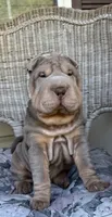 Tank, a male Chinese Shar-Pei for sale in Brodheadsville, PA – 3 of 10