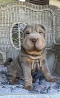 Tank, a male Chinese Shar-Pei for sale in Brodheadsville, PA – 6 of 10