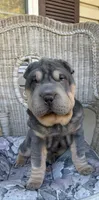 Archer, a male Chinese Shar-Pei for sale in Brodheadsville, PA – 2 of 10