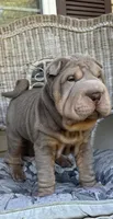 Tank, a male Chinese Shar-Pei for sale in Brodheadsville, PA – 4 of 10