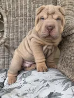 Diesel, a male Chinese Shar-Pei for sale in Brodheadsville, PA – 4 of 10