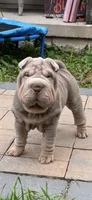 Tank, a male Chinese Shar-Pei for sale in Brodheadsville, PA – 10 of 10