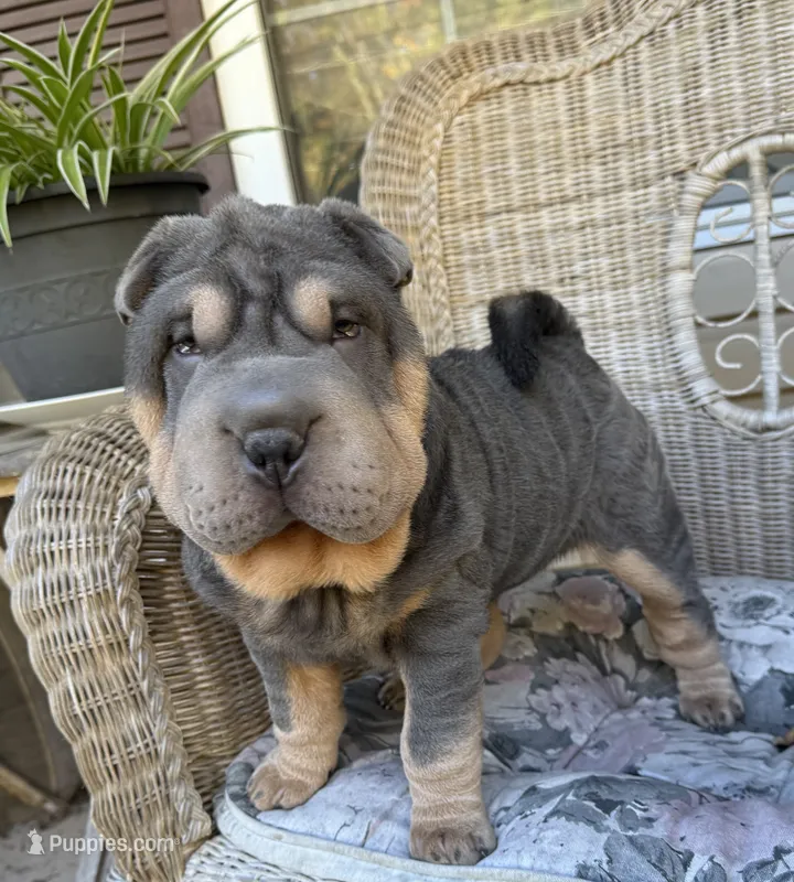 Archer – Chinese Shar-Pei puppy for sale in Brodheadsville, PA