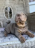 Tank, a male Chinese Shar-Pei for sale in Brodheadsville, PA – 8 of 10