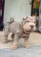 Tank, a male Chinese Shar-Pei for sale in Brodheadsville, PA – 7 of 10