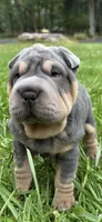Archer, a male Chinese Shar-Pei for sale in Brodheadsville, PA – 9 of 10