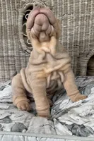 Diesel, a male Chinese Shar-Pei for sale in Brodheadsville, PA – 6 of 10