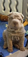 Diesel, a male Chinese Shar-Pei for sale in Brodheadsville, PA – 9 of 10