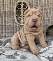 Diesel, a male Chinese Shar-Pei for sale in Brodheadsville, PA – 2 of 10