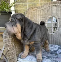 Archer, a male Chinese Shar-Pei for sale in Brodheadsville, PA – 7 of 10