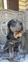 Archer, a male Chinese Shar-Pei for sale in Brodheadsville, PA – 10 of 10