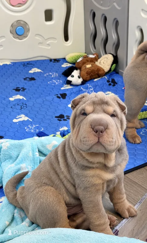 Diesel – Chinese Shar-Pei puppy for sale in Brodheadsville, PA