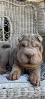 Tank, a male Chinese Shar-Pei for sale in Brodheadsville, PA – 9 of 10