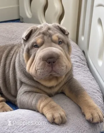 Tank – Chinese Shar-Pei puppy for sale in Brodheadsville, PA