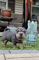 Archer, a male Chinese Shar-Pei for sale in Brodheadsville, PA – 4 of 10