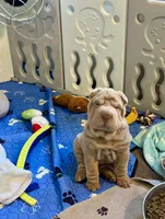 Diesel, a male Chinese Shar-Pei for sale in Brodheadsville, PA – 7 of 10
