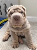 Diesel, a male Chinese Shar-Pei for sale in Brodheadsville, PA – 3 of 10