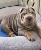 Tank, a male Chinese Shar-Pei for sale in Brodheadsville, PA – 2 of 10