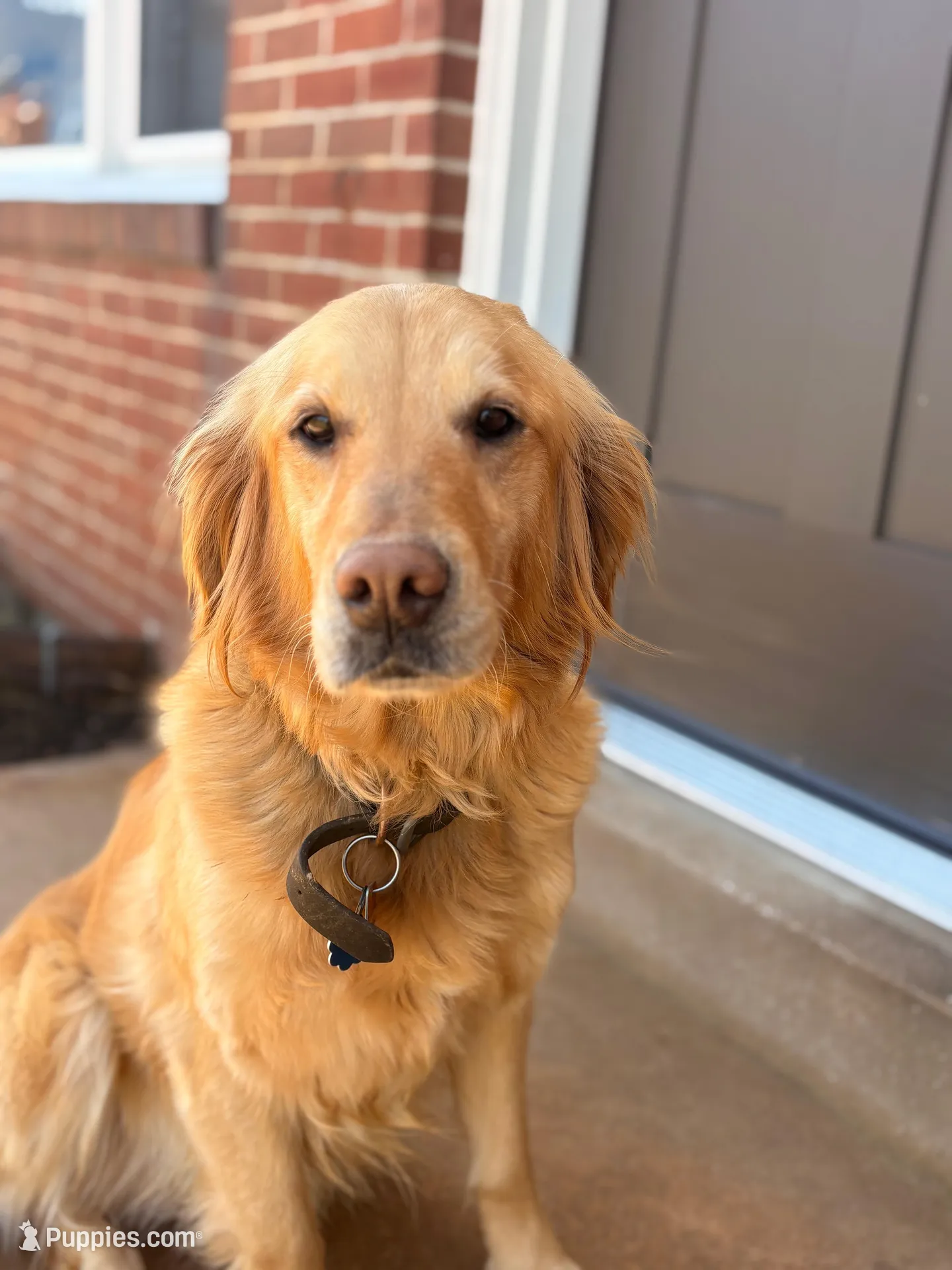 Zara, a female Golden Retriever for sale in Spring Grove, PA – Photo 3 of 4