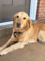 Zara, a female Golden Retriever for sale in Spring Grove, PA – Photo 4 of 4