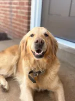 Zara, a female Golden Retriever for sale in Spring Grove, PA – Photo 2 of 4