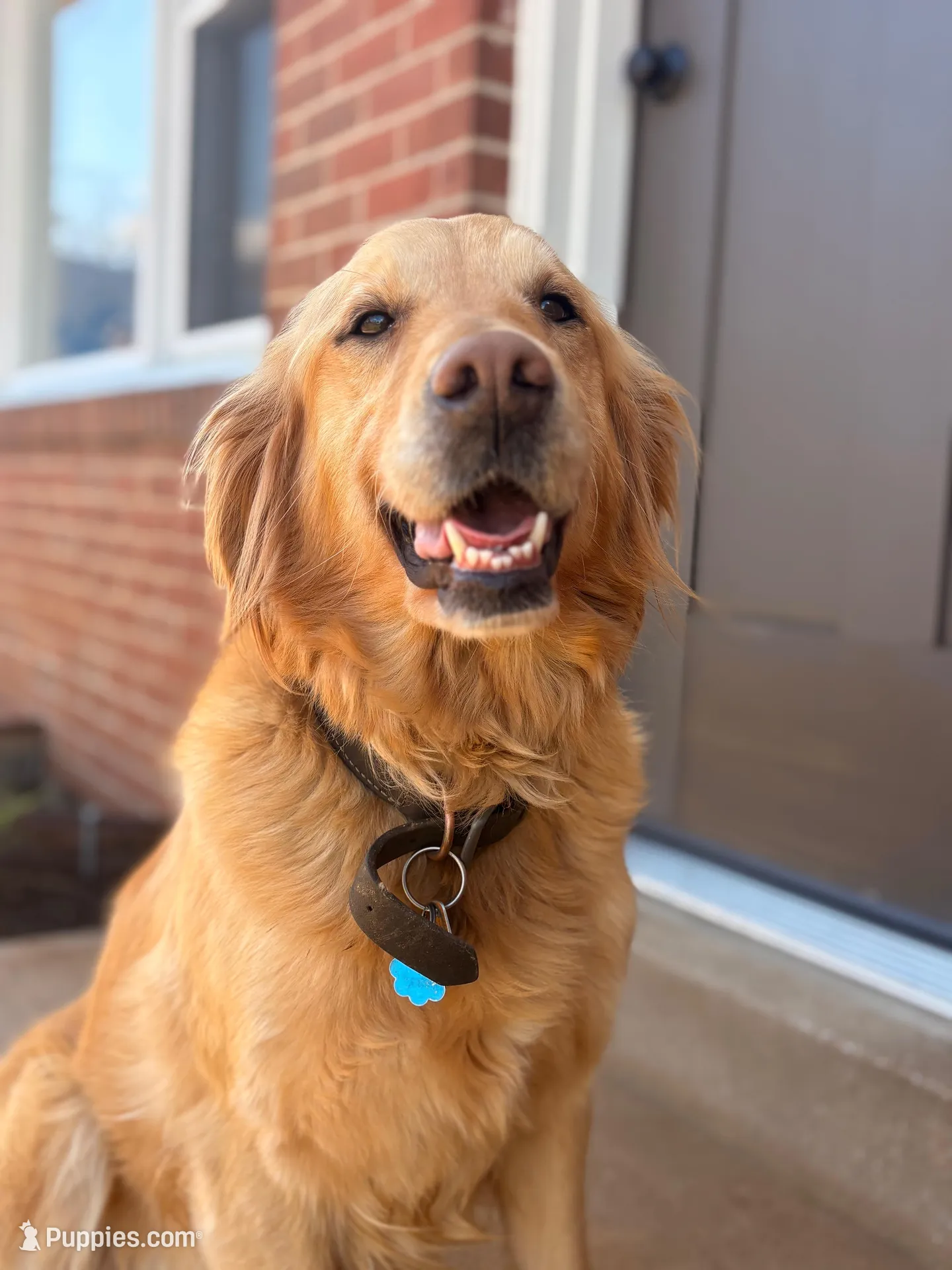 Zara – Golden Retriever puppy for sale in Spring Grove, PA