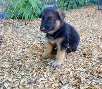 Nitro, a male German Shepherd Dog for sale in Savage, MN – 2 of 3