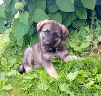 Gigi, a female German Shepherd Dog for sale in Savage, MN – 2 of 3