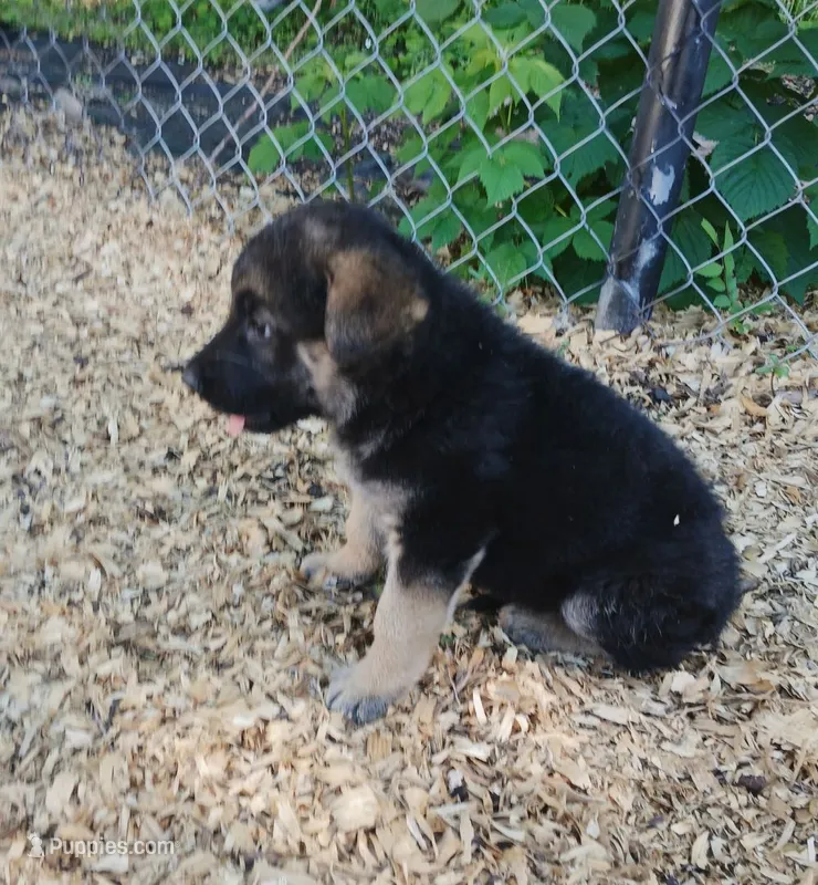 Nitro – German Shepherd Dog puppy for sale in Savage, MN