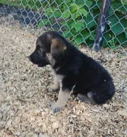 Nitro, a male German Shepherd Dog for sale in Savage, MN – 1 of 3