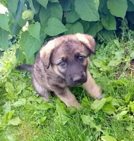 Freya, a female German Shepherd Dog for sale in Savage, MN – 3 of 3