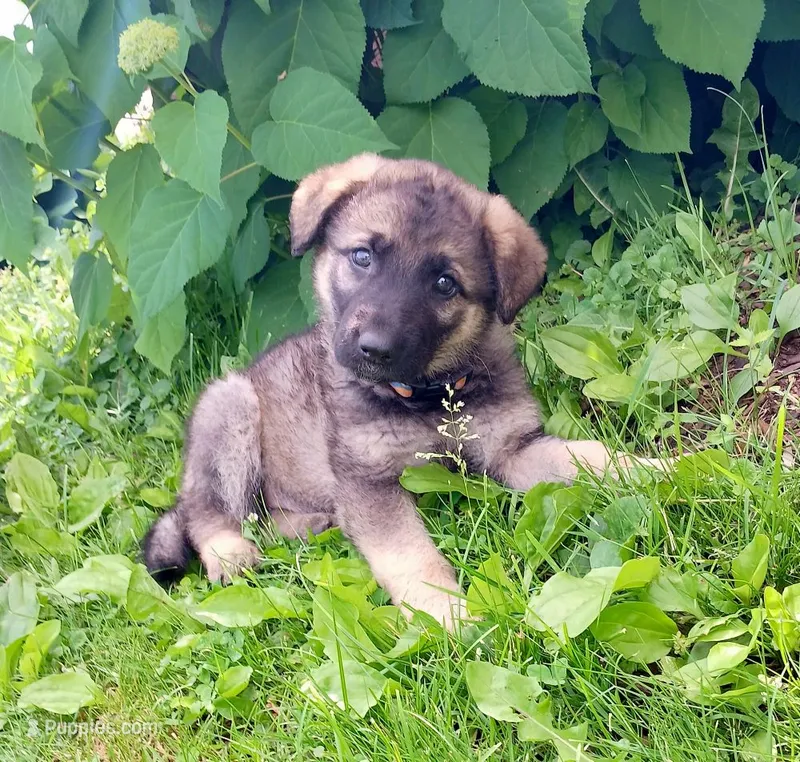 Freya – German Shepherd Dog puppy for sale in Savage, MN