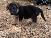Nitro, a male German Shepherd Dog for sale in Savage, MN – 3 of 3