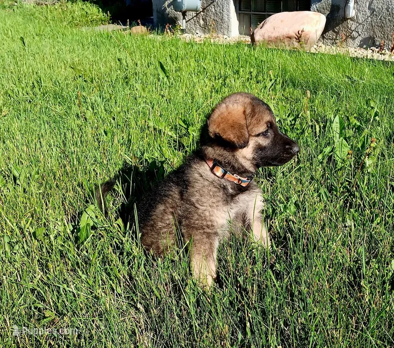 Gigi – German Shepherd Dog puppy for sale in Savage, MN