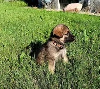 Gigi, a female German Shepherd Dog for sale in Savage, MN – 1 of 3