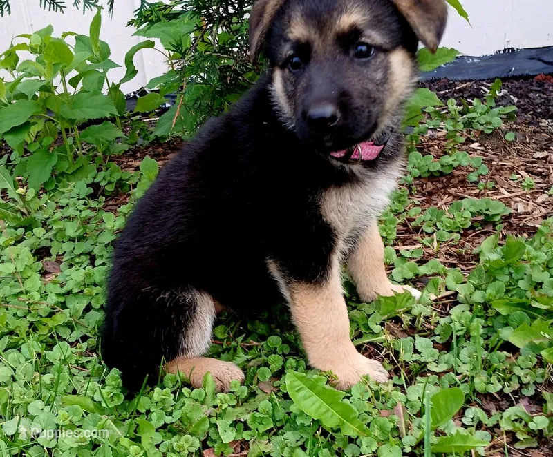 Coco – German Shepherd Dog puppy for sale in Savage, MN