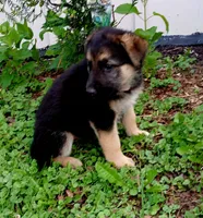 Coco, a female German Shepherd Dog for sale in Savage, MN – 3 of 3