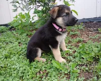 Coco, a female German Shepherd Dog for sale in Savage, MN – 2 of 3