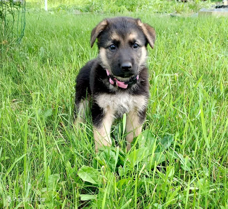 Coco – German Shepherd Dog puppy for sale in Savage, MN