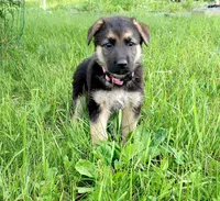 Coco, a female German Shepherd Dog for sale in Savage, MN – 1 of 3