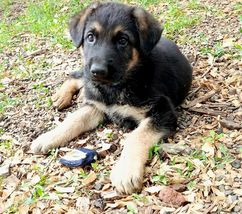 Nitro – German Shepherd Dog puppy for sale in Savage, MN