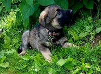 Freya, a female German Shepherd Dog for sale in Savage, MN – 2 of 3