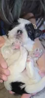 Penut, a male Shih Tzu for sale in Liberty Hill, TX – 6 of 7