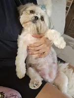 Penut, a male Shih Tzu for sale in Liberty Hill, TX – 5 of 7